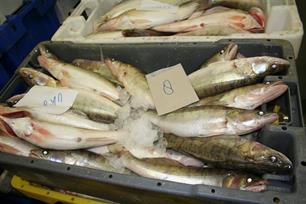 IJsselmeer: treurlied met een valse noot