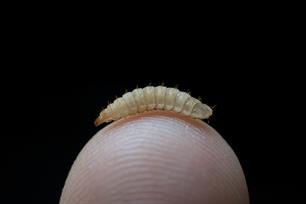 Insecten als duurzame eiwitbron voor visvoer