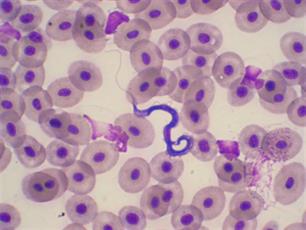 Jaarlijks gastcollege visziekten en vissterfte