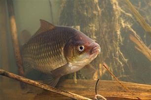 Job Baster (1711 - 1775): goudvissenkweker en smulpaap