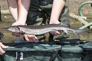Jonge steurtjes eindelijk op komst!