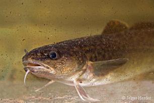 Kabaal van de kwabaal (video)