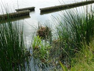 Kadeverbetering leidt tot vissenparadijs