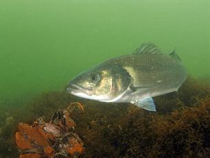 Kamerbrede steun voor ruimere bag limit zeebaars