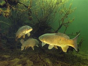 Karper in Nederland: historie en herkomst