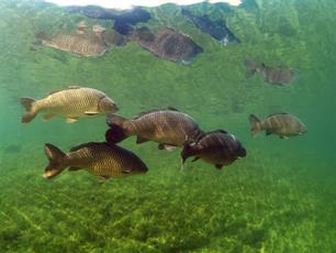 Karper is geen exoot