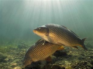 Karper: troetelkind met gebruiksaanwijzing