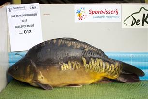 Karper uitgezet in Benedenrivierengebied en Twentekanaal