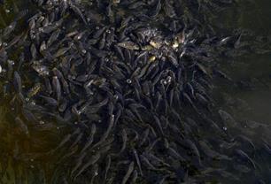 Karper van de koude grond