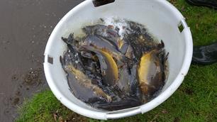 Karpers uitgezet in visvijvers (video)