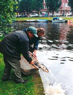 Karpervissen - 15 jaar spiegelkarperprojecten