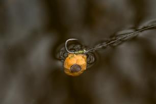 Karpervissen: aas alternatieven voor oppervlakte