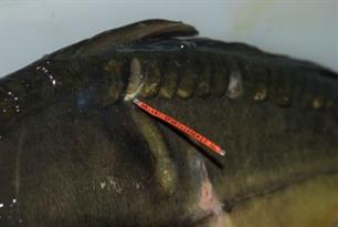 Karpervissen - Drents-Groningse karpers