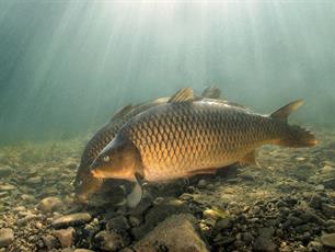 Karpervissen: in de huid van de karper