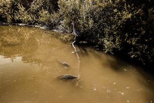 Karpervissen: karpers zoeken met de drone