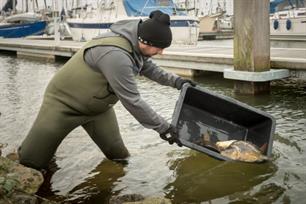 Karpervissen - karperuitzet Benedenrivieren