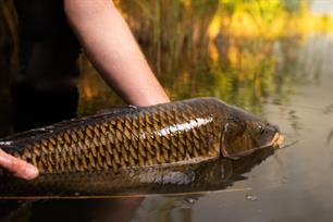 Karpervissen: kreekkarpers