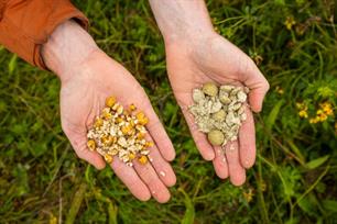 Karpervissen: low budget karpertips