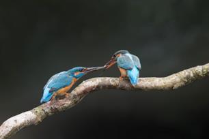 Karpervissen: natuur in beeld