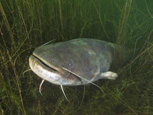 Karpervissen - Noord-Hollandse monsters