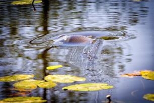 Karpervissen - oppervlaktevissen met hondenbrokken (video)