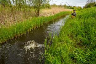 Karpervissen: sluipend ‘pennen’