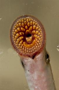 Keienkussers op vrijersvoeten