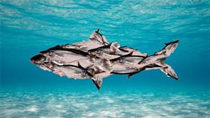 Keuringsdienst van waarde: viskweek en de toekomst van vis eten (video)