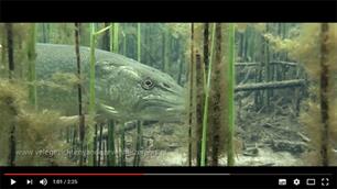 Kijktip: 'Vele gezichten van de Zevenhuizerplas' (video)