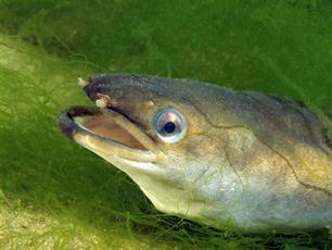 Kijktip: vismigratie in Het Klokhuis