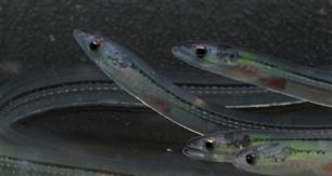 Klare taal over de Zweedse aal