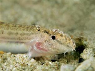 Kleine modderkruipers bij Marker Wadden
