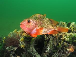 Kleurrijke voortplanting