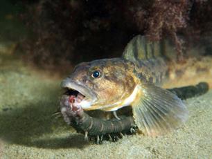 Klimaatverandering laat Waddenvis harder groeien