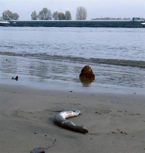 Knakaalonderzoek: vrijwilligers gezocht