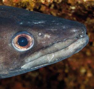 Kongeraal in de lift