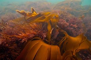 Kraamkamers van de zee