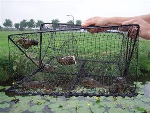 Kreefteninvasie in de polder