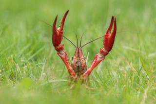 Kreefteninvasie - Roofvis als bestrijder van invasieve rivierkreeften