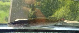 Kwabalen planten zich weer voort in de Beerze