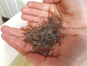 Landinwaartse aalmigratie 