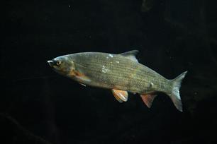 Langsdammen in de Waal