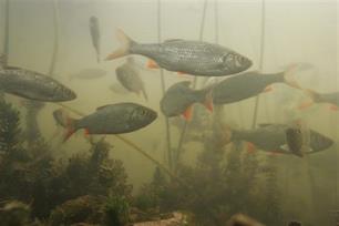 Lawaai onder water : De invloed van geluid op vissen