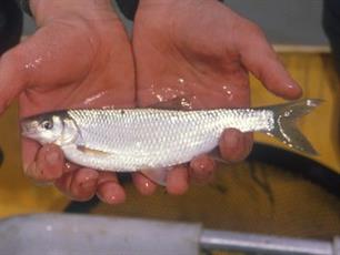 Leer je vis (beter) te herkennen!