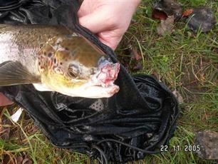 Leven voor salmoniden : Portret van een gedreven visstandbeheer