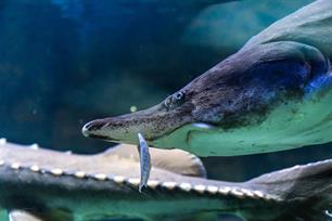 Levendige herinneringen aan de laatste steur