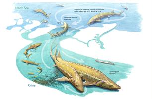 Levensloop van steuren in beeld