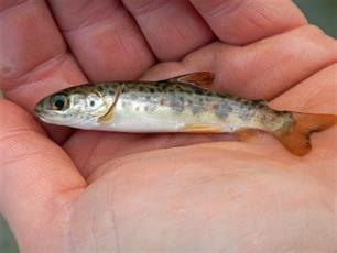 Limburgse forellen floreren