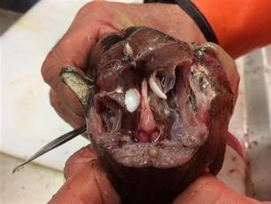 Logboek van een vissenleven