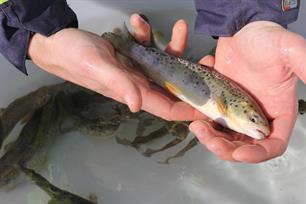 Luister naar verhalen over vis(migratie)